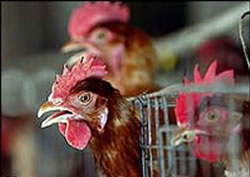 Influenza aviaria - Il trasporto godrà degli interventi legati all'emergenza agricola
