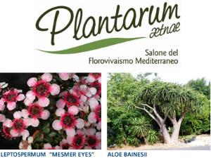 Al Plantarum Aetnae due novità il LEPTOSPERMUM MESMER EYES e l'ALOE BAINESII